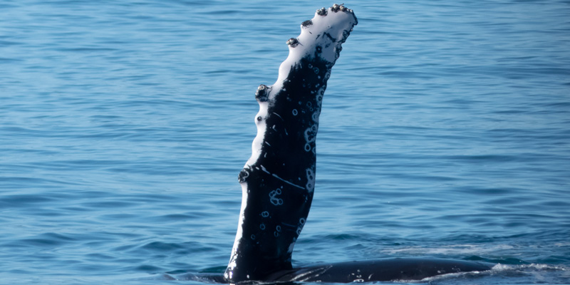 Humpback whale fin salute