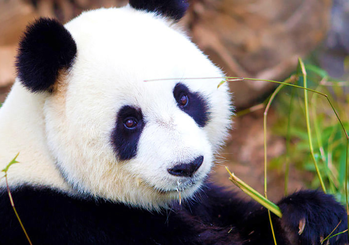 Giant Panda Adelaide Zoo Things to do in South Adelaide NRMA Blue Member Discount