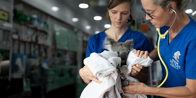 Aa koala being treated at Byron Bay Wildlife Hospital