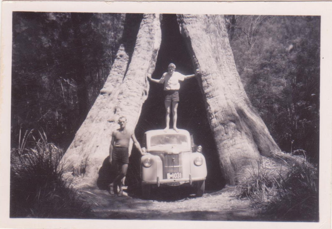 Denis Road Trip Tales Kauri Tree in Manjimup with a trunk hollow big enough for a small car to driv