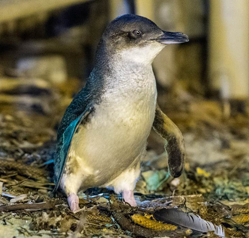 Manly little penguin by David Jenkins