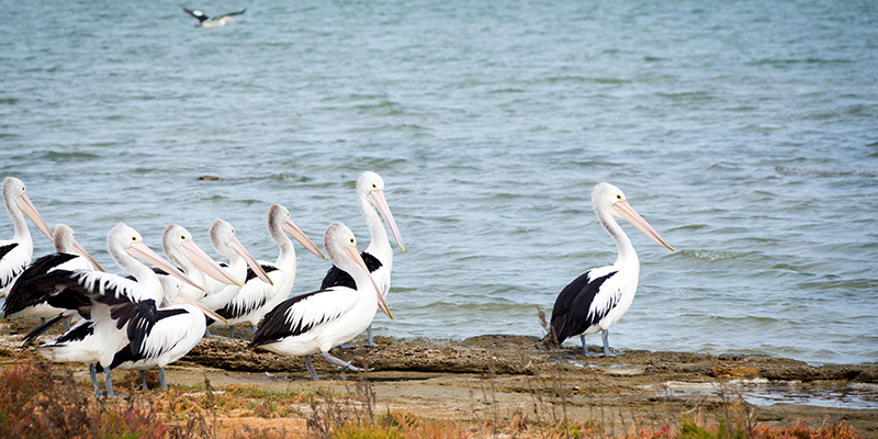 Pelicans in the wild along the Coorong area of South Australia