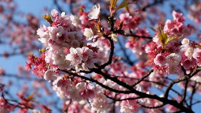 Cowra Cherry Blossoms