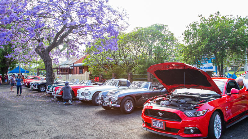 Vintage cars on display at the Grafton Vintage Motor Vehicle Club event during the 2018 Grafton Jacaranda Festival