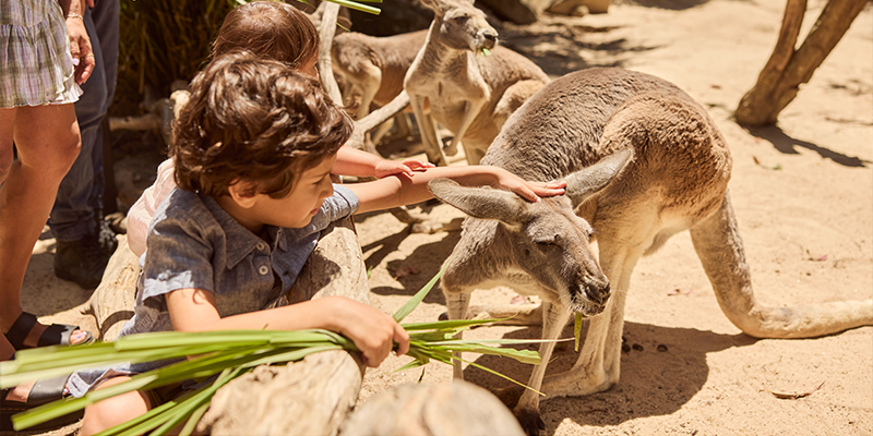 Family enjoying kangaroo encounter at Taronga Zoo