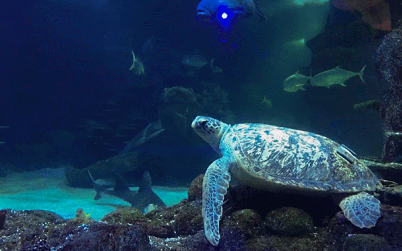 Sea Life Turtle