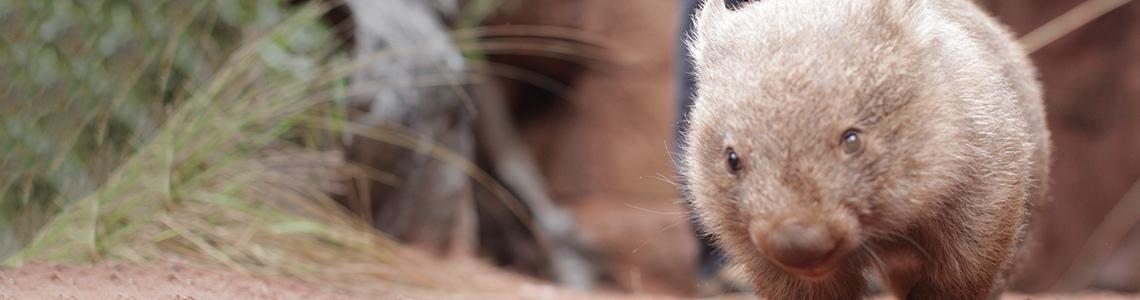 Members save on Wildlife Activities and Experiences