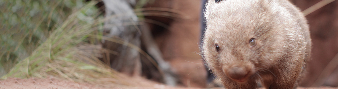 CS-294-Wildlife-Desktop-1140x300px