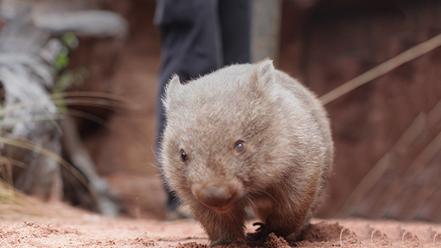 CS-294-Wildlife-Mobile-640x360px