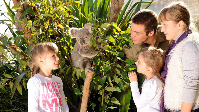 Breakfast-with-the-Koalas-at-WILD-LIFE-Sydney-Zoo