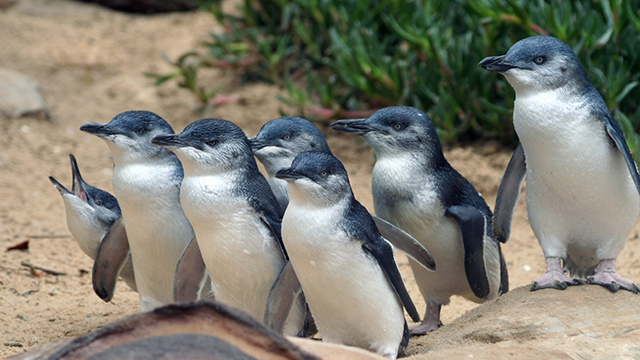 Phillip Island Penguin Parade 