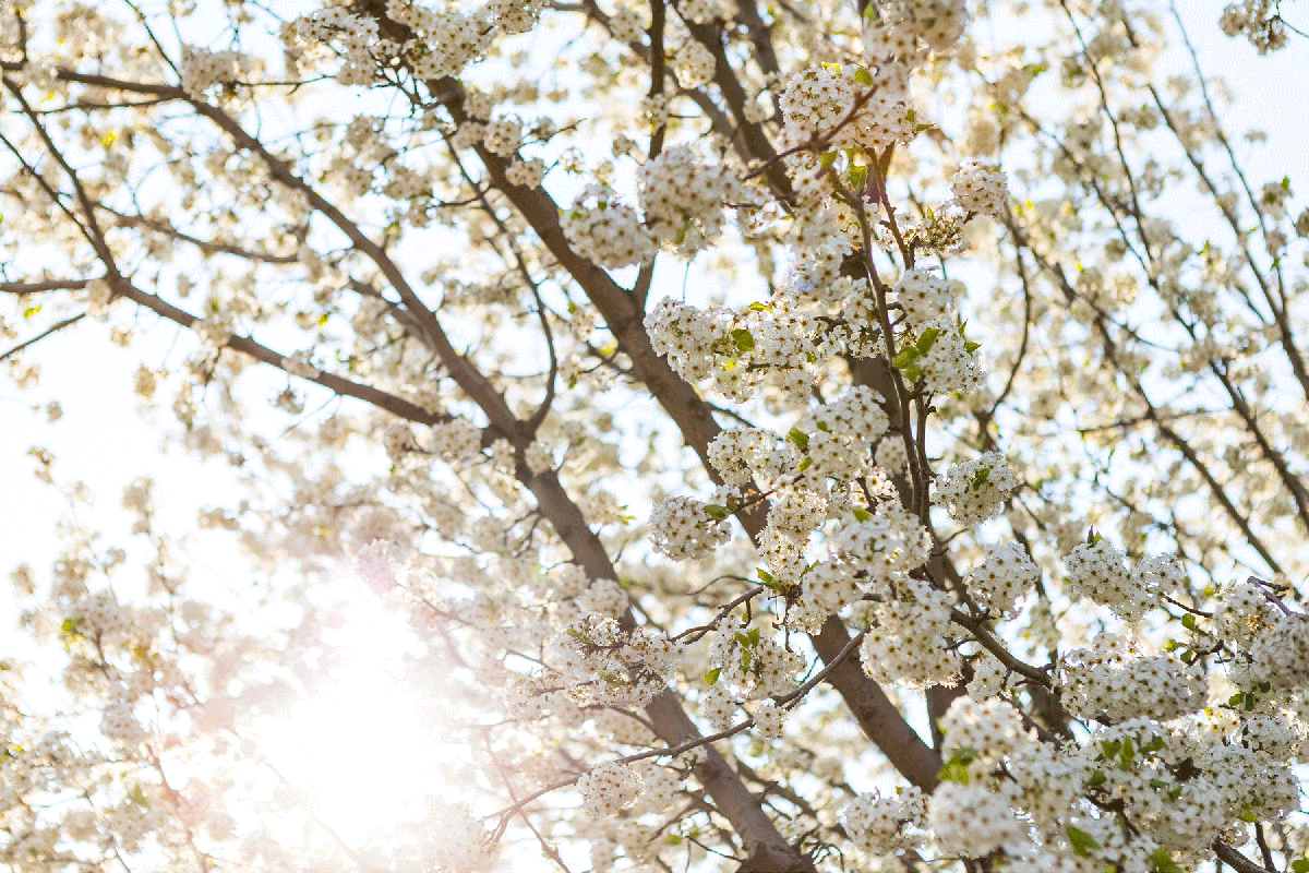 Cherry Blossoms Temora