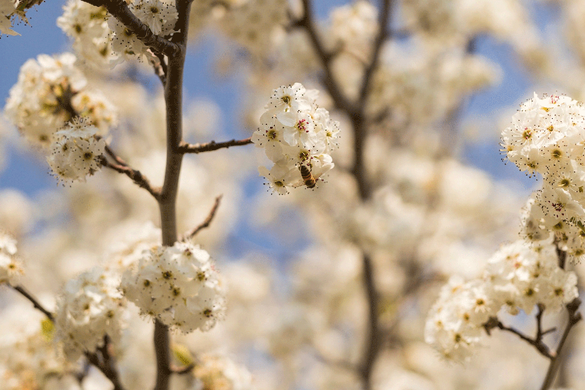 White Cherry Blossoms Junee