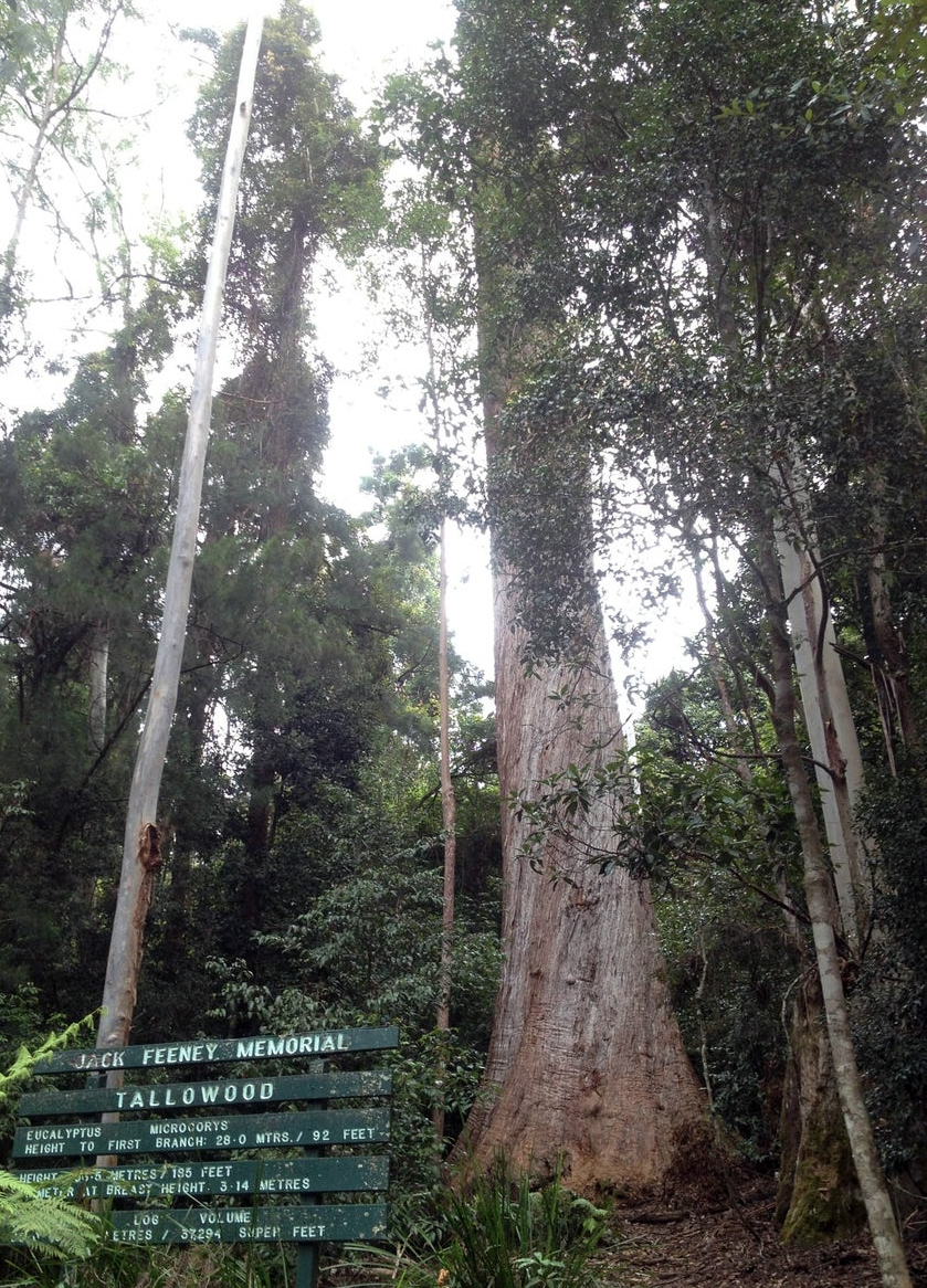 Jack Feeny Tree, Eucalyptus microcorys (tallow wood), near Dorrigo, New South Wales.