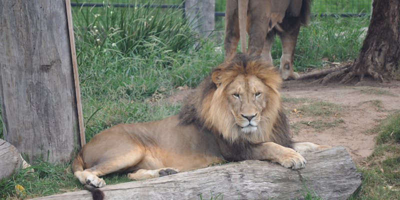lion laying down at sydney zoo