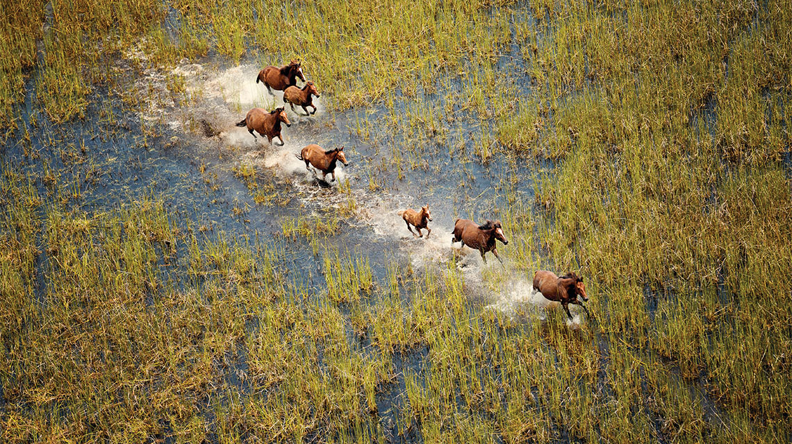Wild Horses Broome my nrma locals guide
