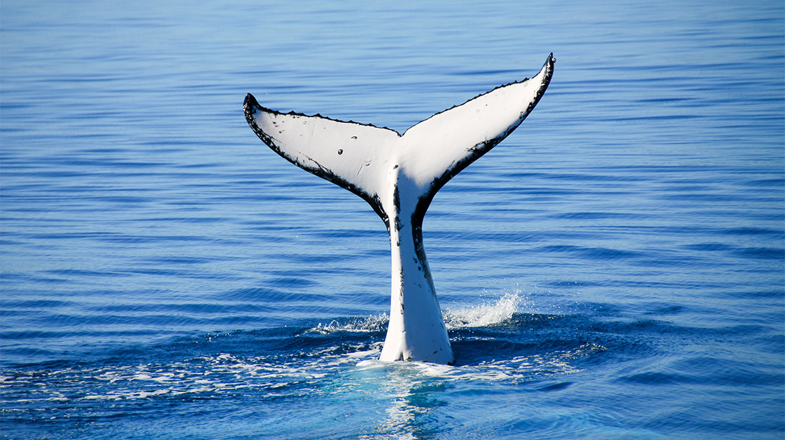 Whales Hervey Bay Bundaberg QLD my nrma local guides