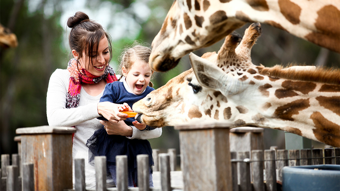 Zoo Dubbo NSW my nrma local guides