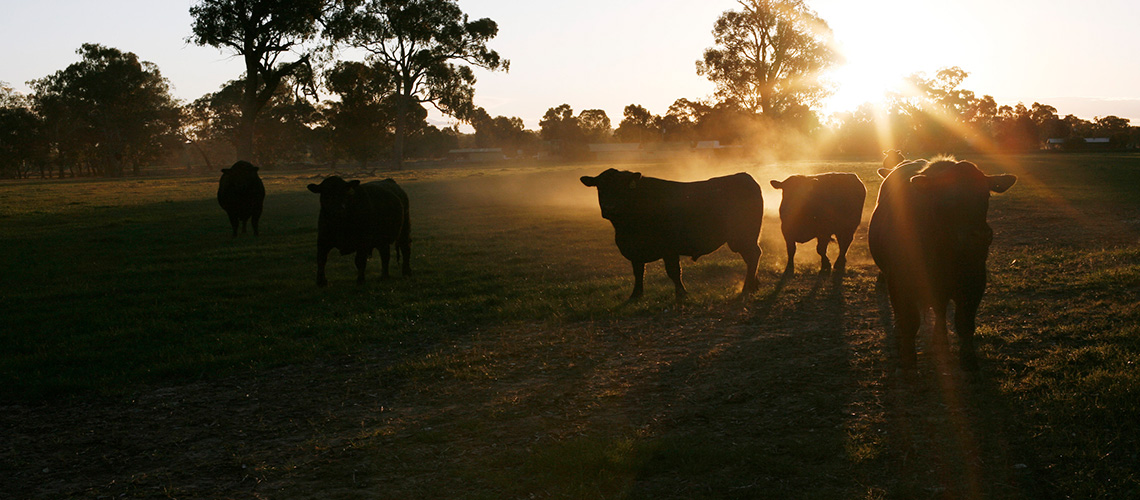 Wagga Country