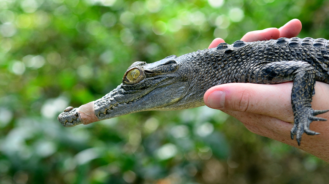 Crocodile Gold Coast QLD my nrma local guides