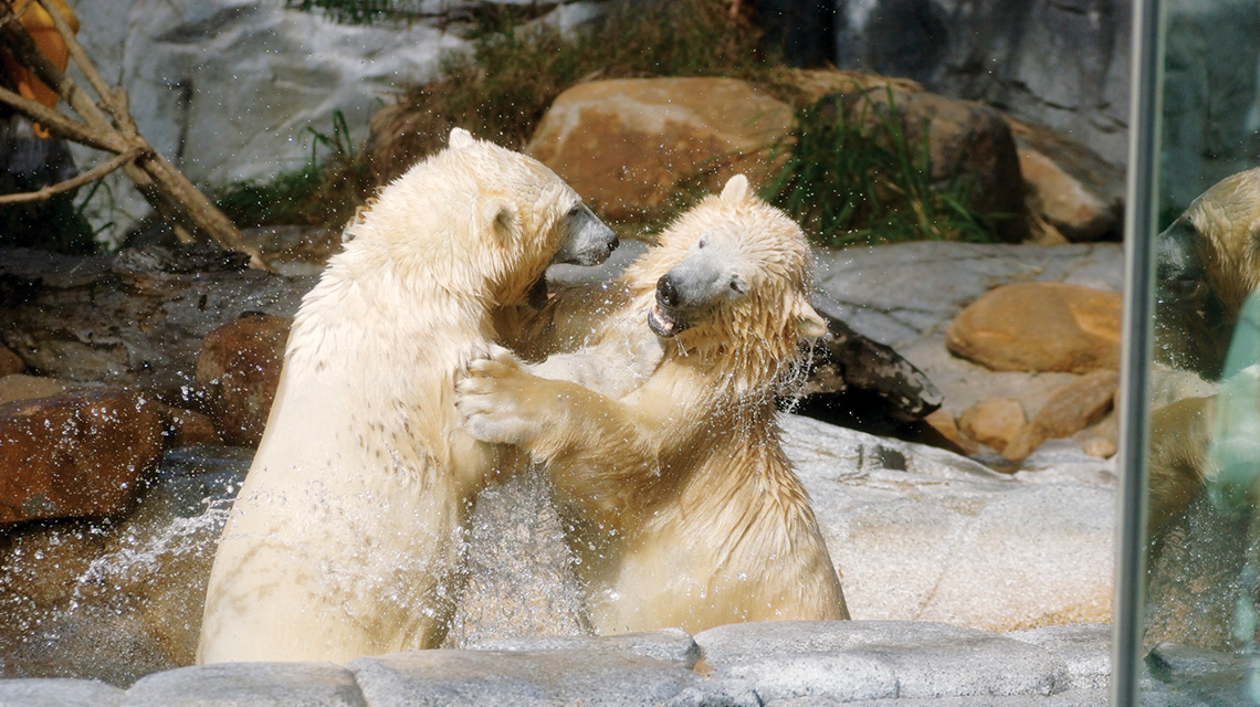 Sea World Gold Coast NRMA Blue Member Discount