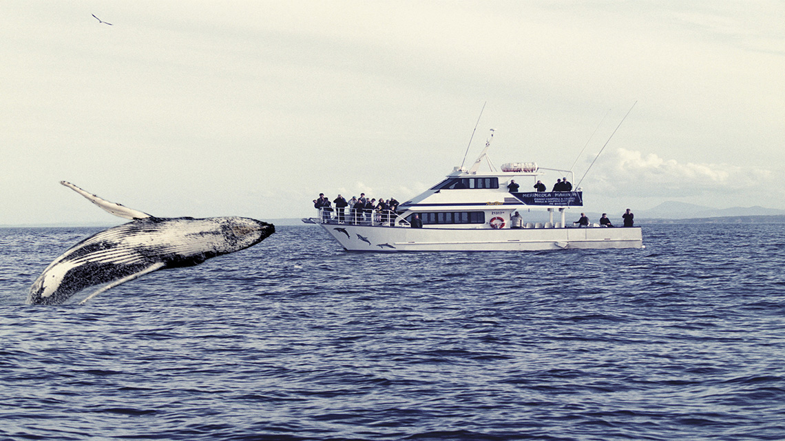 Whale Watching Merimbula my nrma local guides