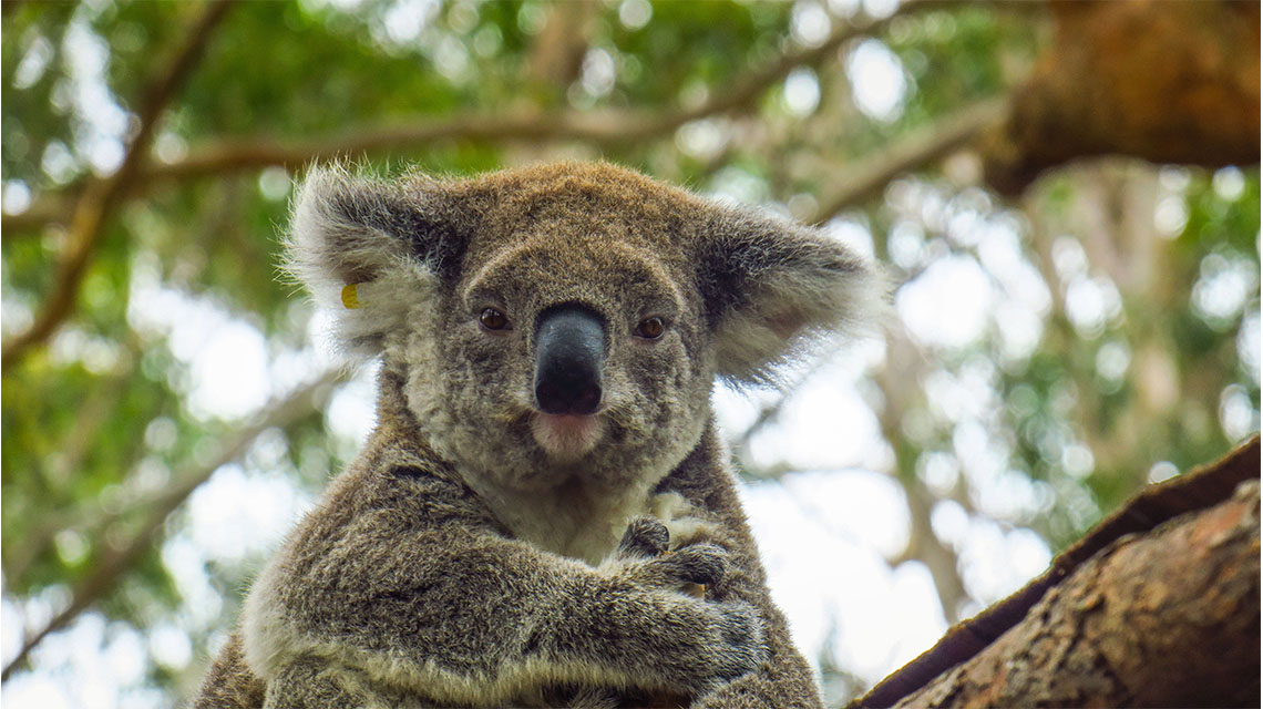 Koala Port Macquarie my nrma local guides