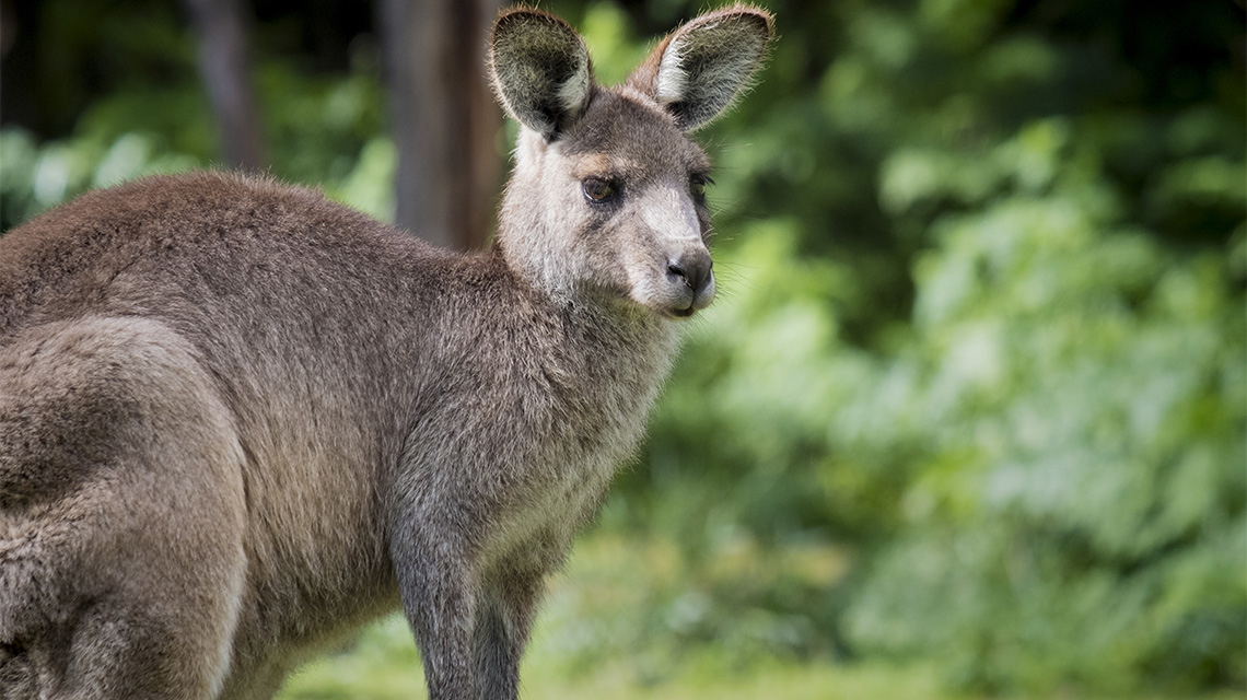 Kangaroo Portland Bay VIC my nrma local guides