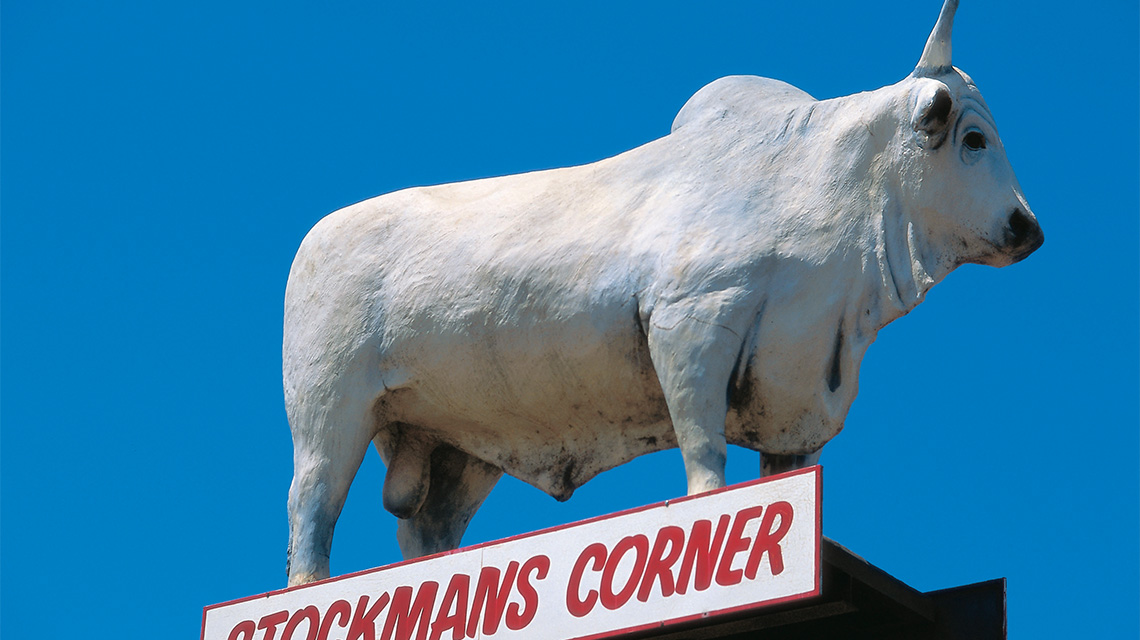 Big Bull Rockhampton QLD my nrma local guides