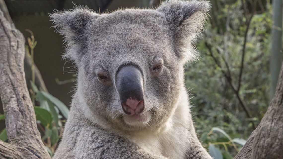 Koala at Shoalhaven Zoo