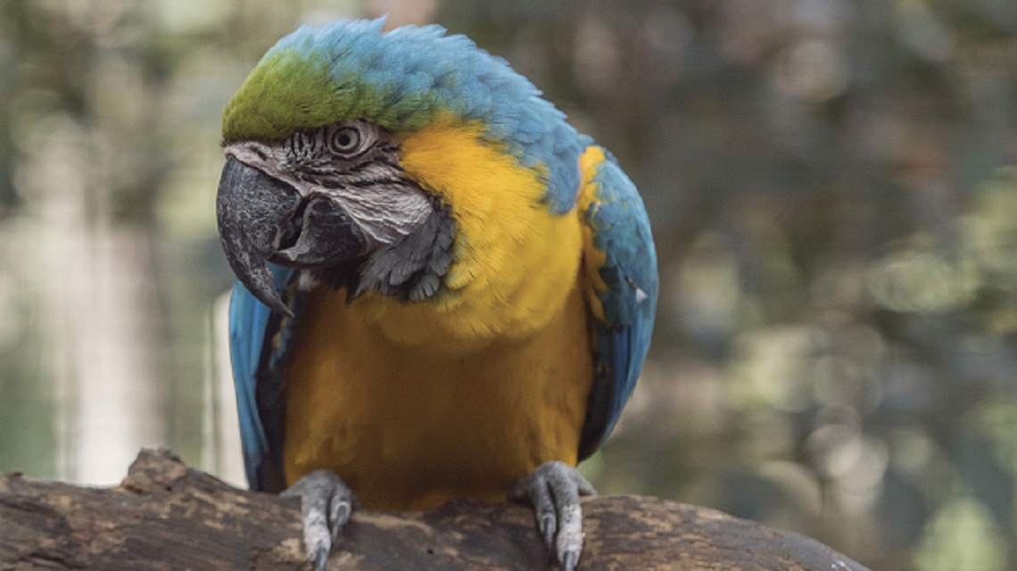 Bird at Shoalhaven Zoo