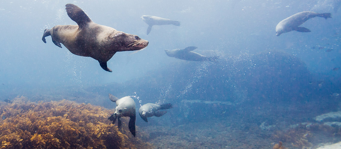 Seal South Durras my nrma local guides