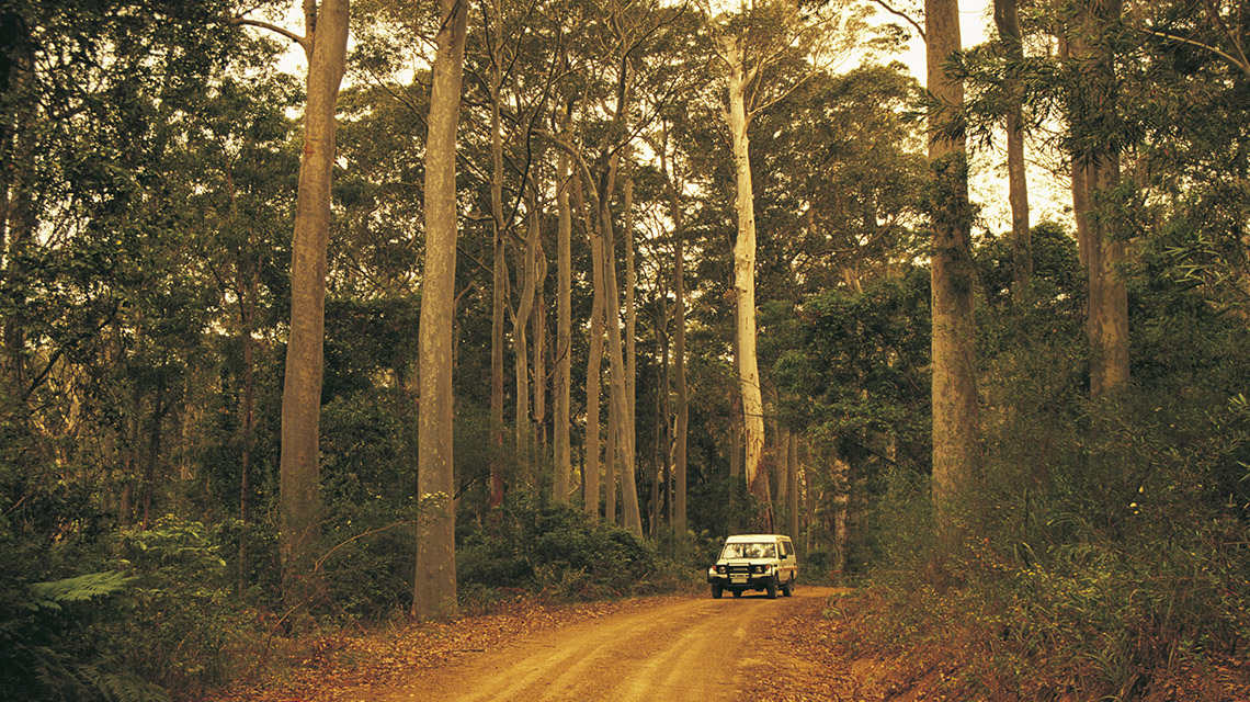 Forest South Durras my nrma local guides
