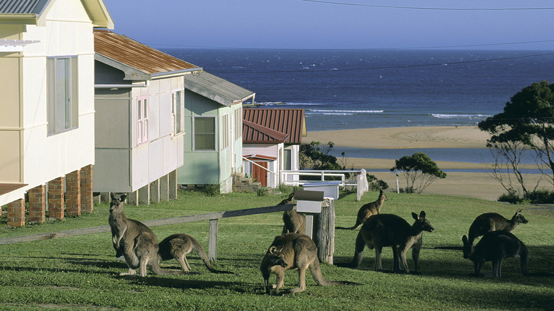 Kangaroos South Durras my nrma local guides
