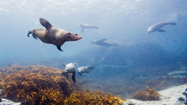 Seal South Durras my nrma local guides