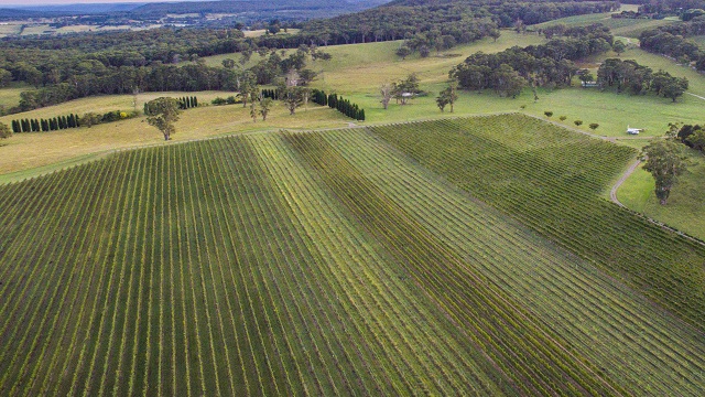 Vineyards Bowral