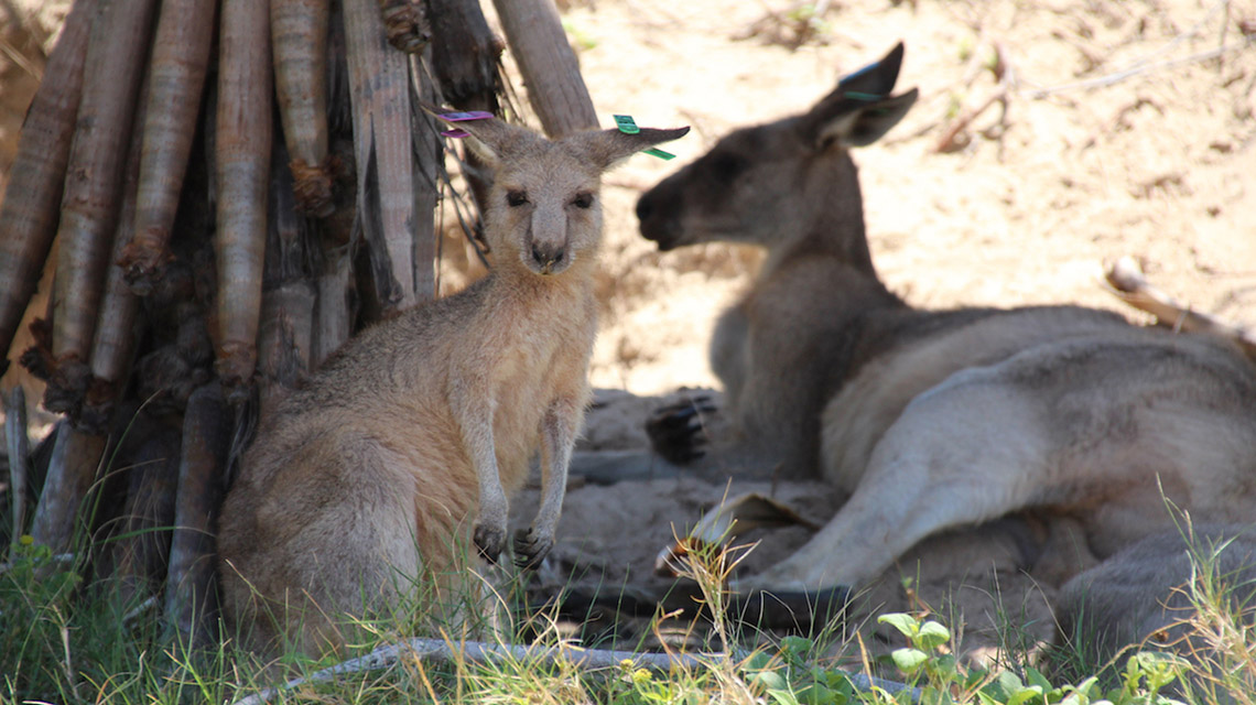 Kangaroos