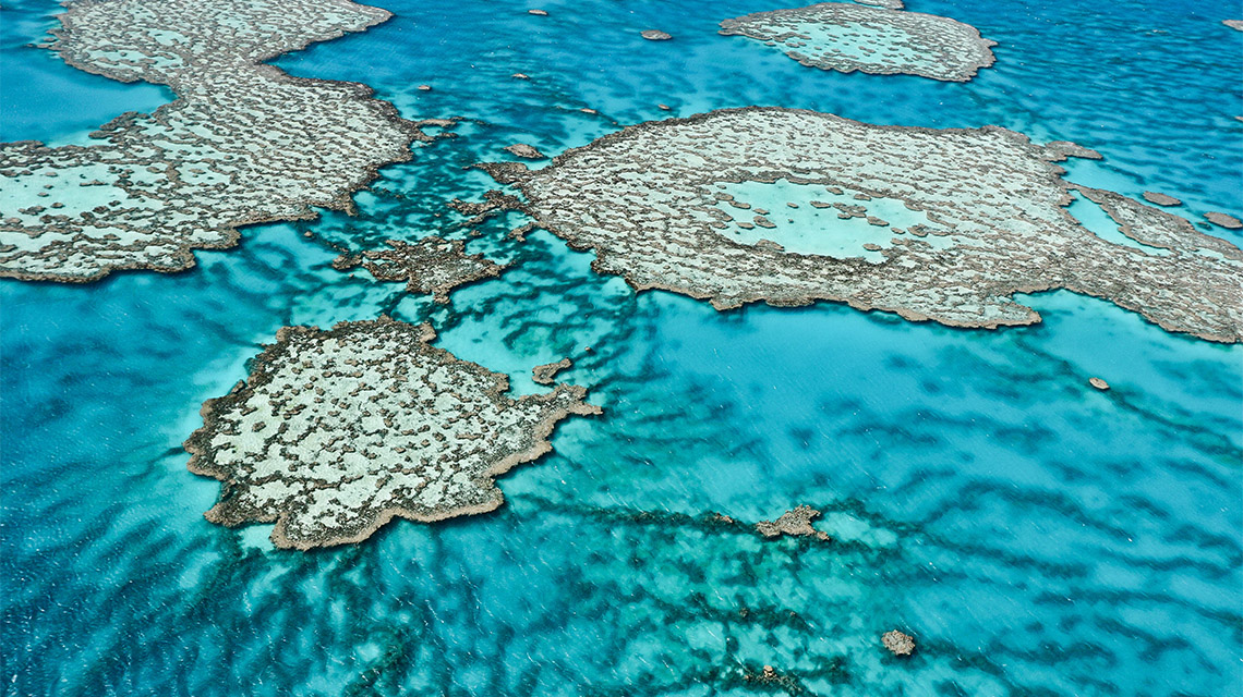 Great Barrier Reef TNQ Palm Cove QLD my nrma local guides