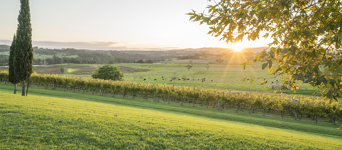 Cupitts Winery Landscape Ulladulla my nrma locals guide