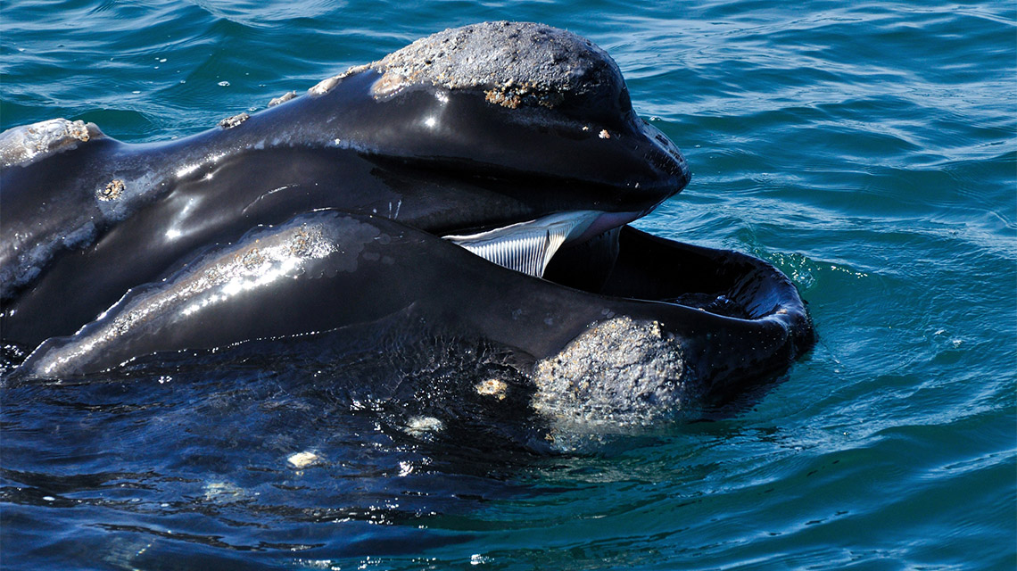 Whale Victor Harbour my nrma locals guide