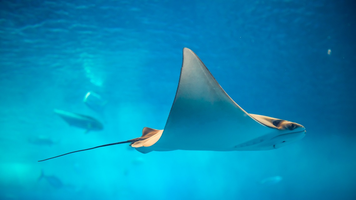Stingray my nrma local guides