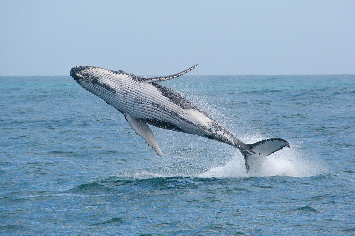 Whale watching sydney NRMA