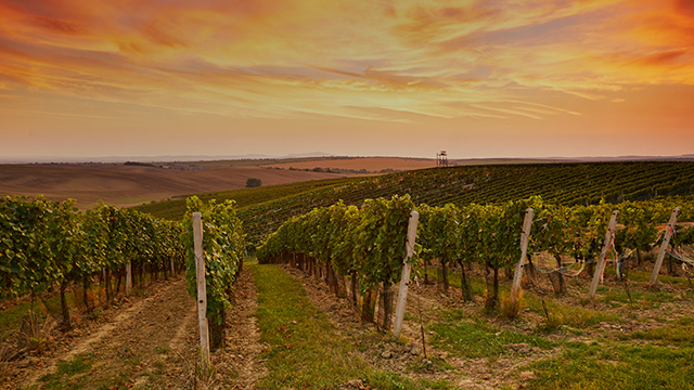 Best things to do in South Australia NRMA Blue Member Discount
