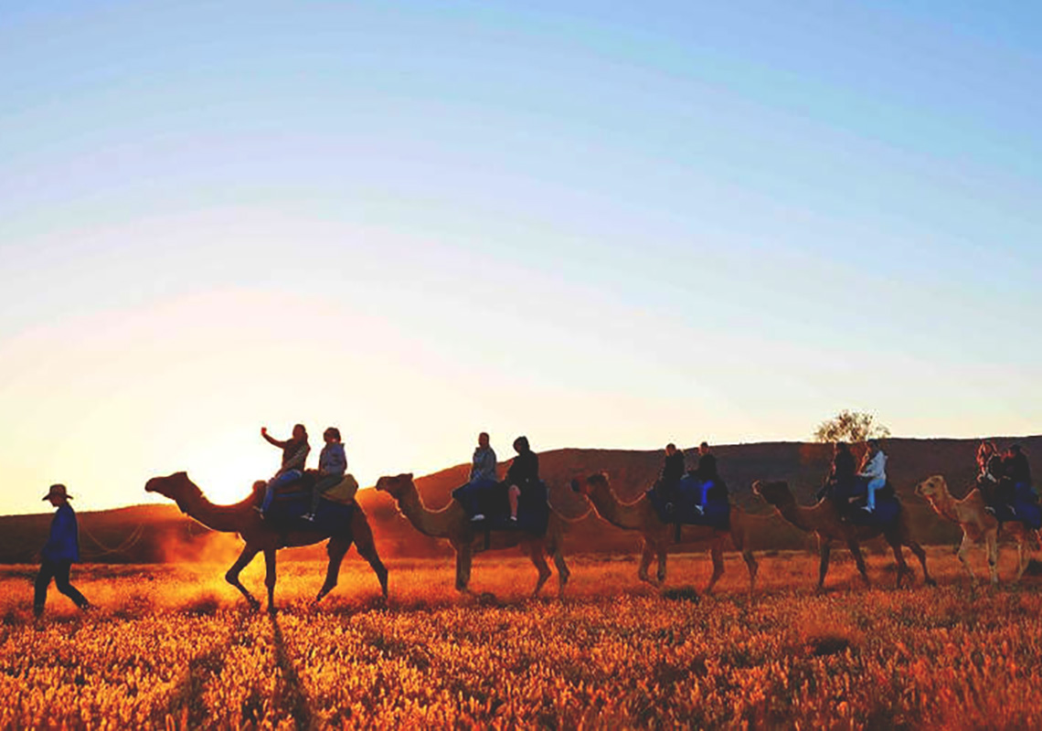 Camels Things to do Northern Territory NRMA Blue Member Discount