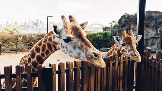 Taronga Zoo