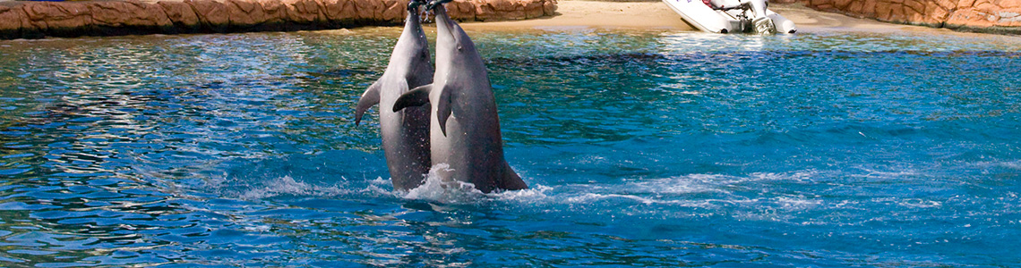 Sea World Dolphin Show