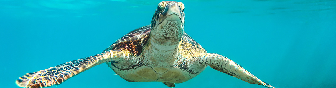 Swimming with Turtles best things to do in QLD NRMA member discounts