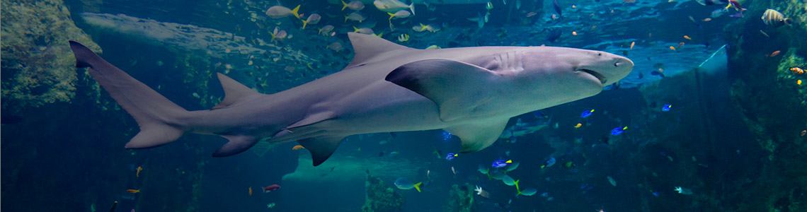 Family fun: SEA LIFE Sydney Aquarium | NRMA Blue benefits | The NRMA