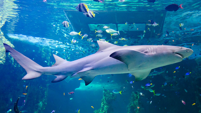 Family fun: SEA LIFE Sydney Aquarium | NRMA Blue benefits | The NRMA