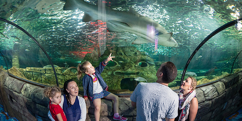 Shark Valley at SEA LIFE NRMA Blue Member Discounts